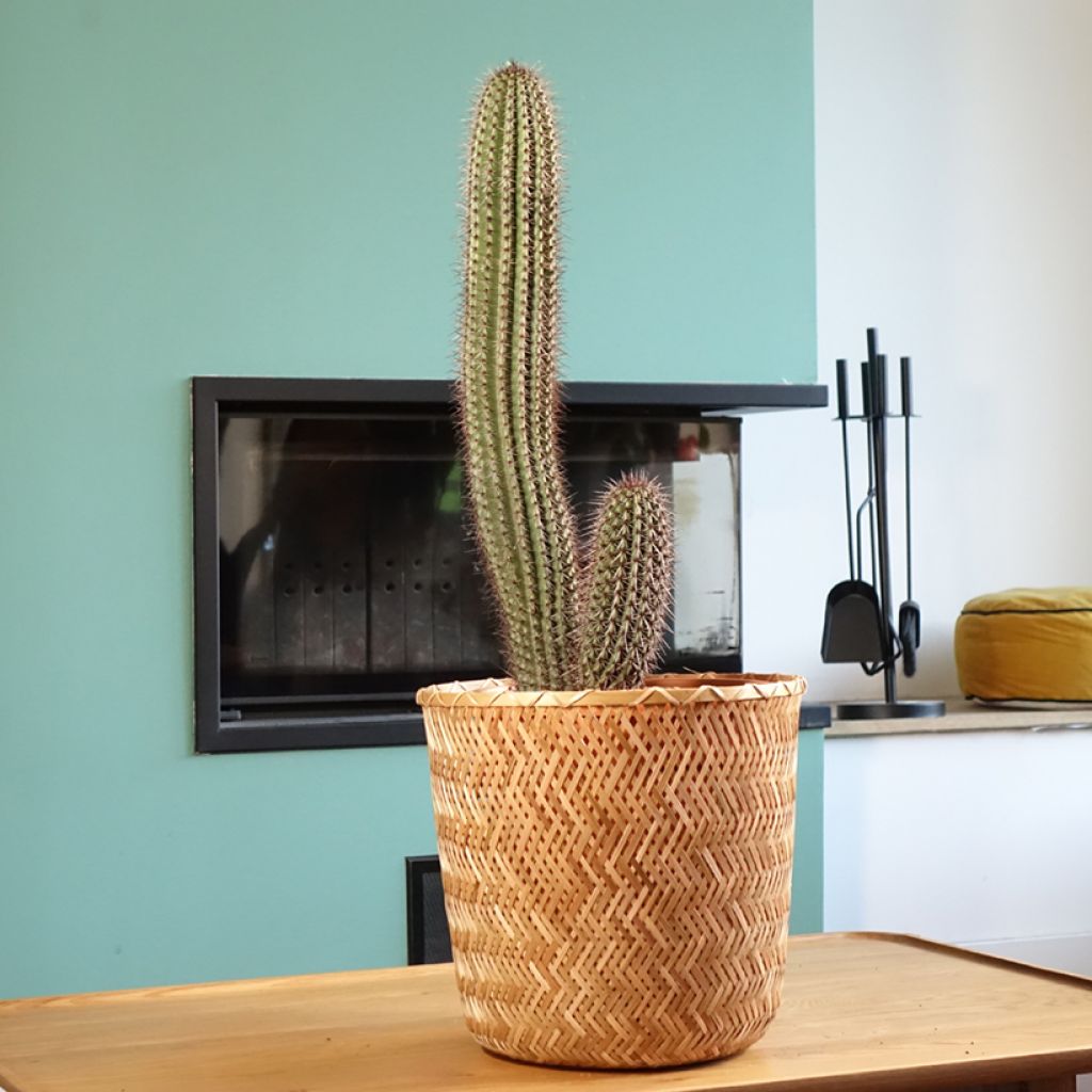 Cactus - Stenocereus thurberi