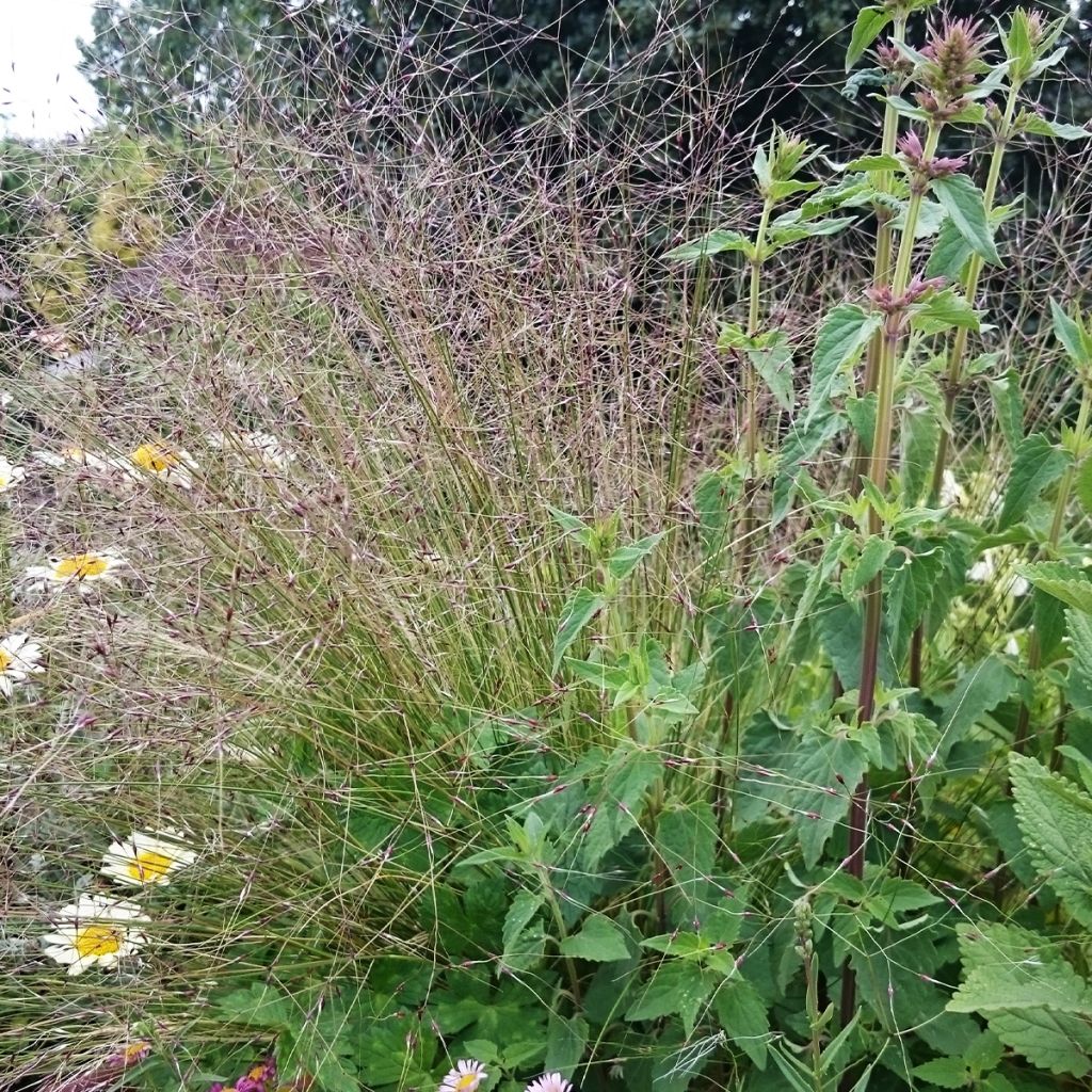 Stipa trichotoma Palomino