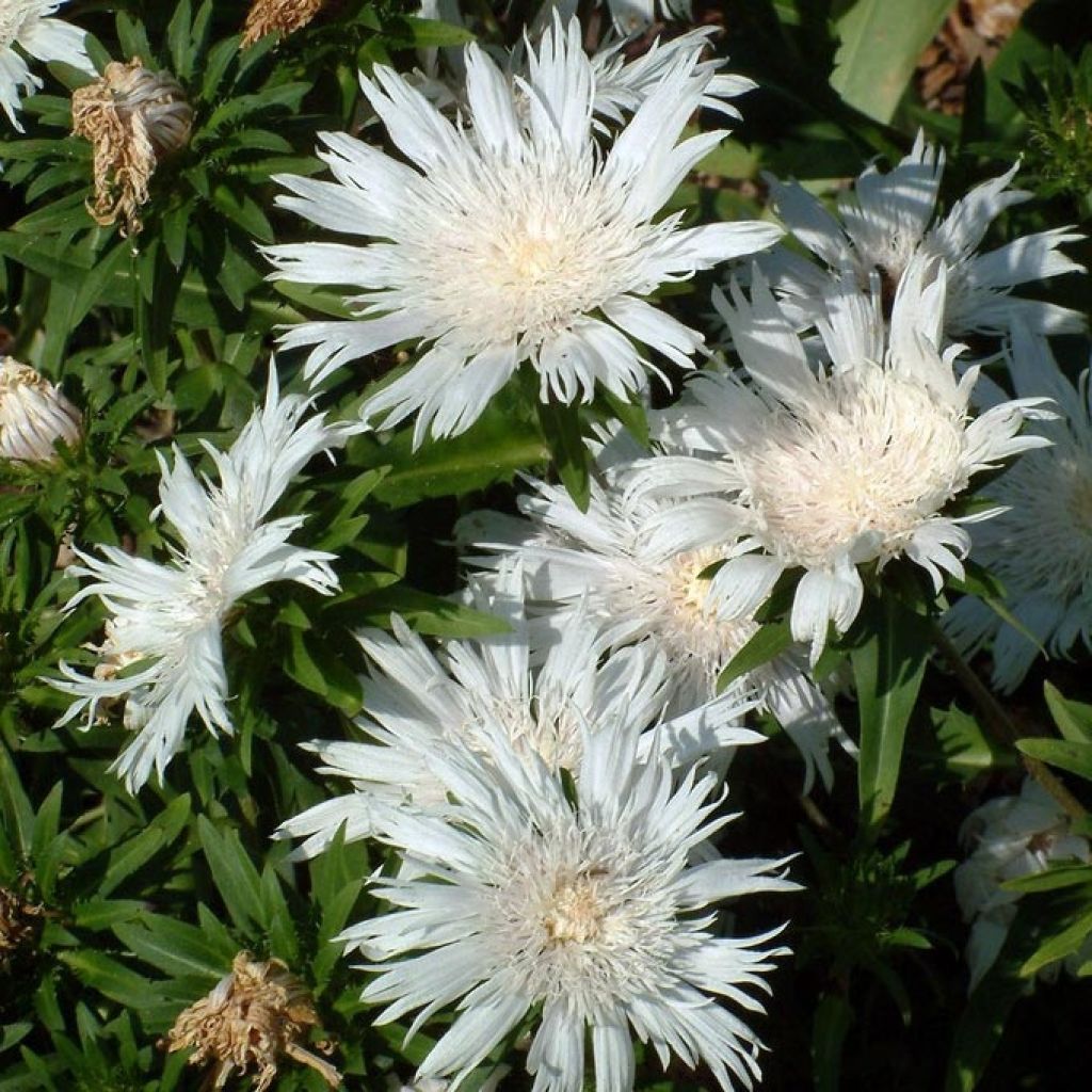 Stokesia laevis Alba
