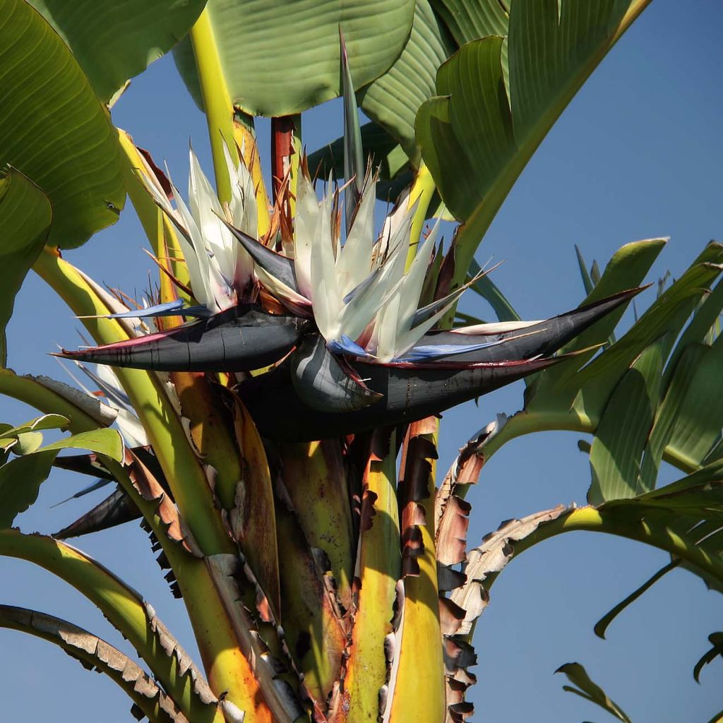 Strelitzia nicolai - Ucello del paradisio gigante