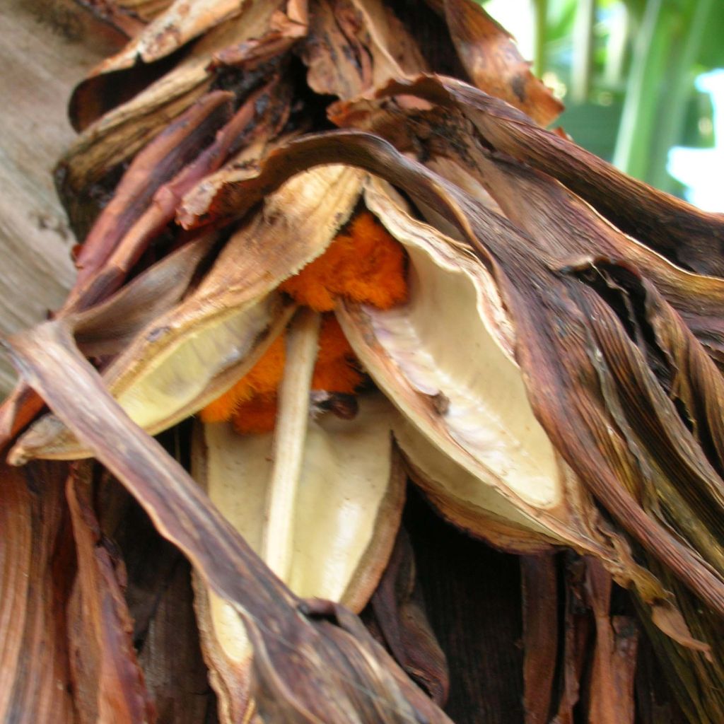 Strelitzia nicolai - Ucello del paradisio gigante