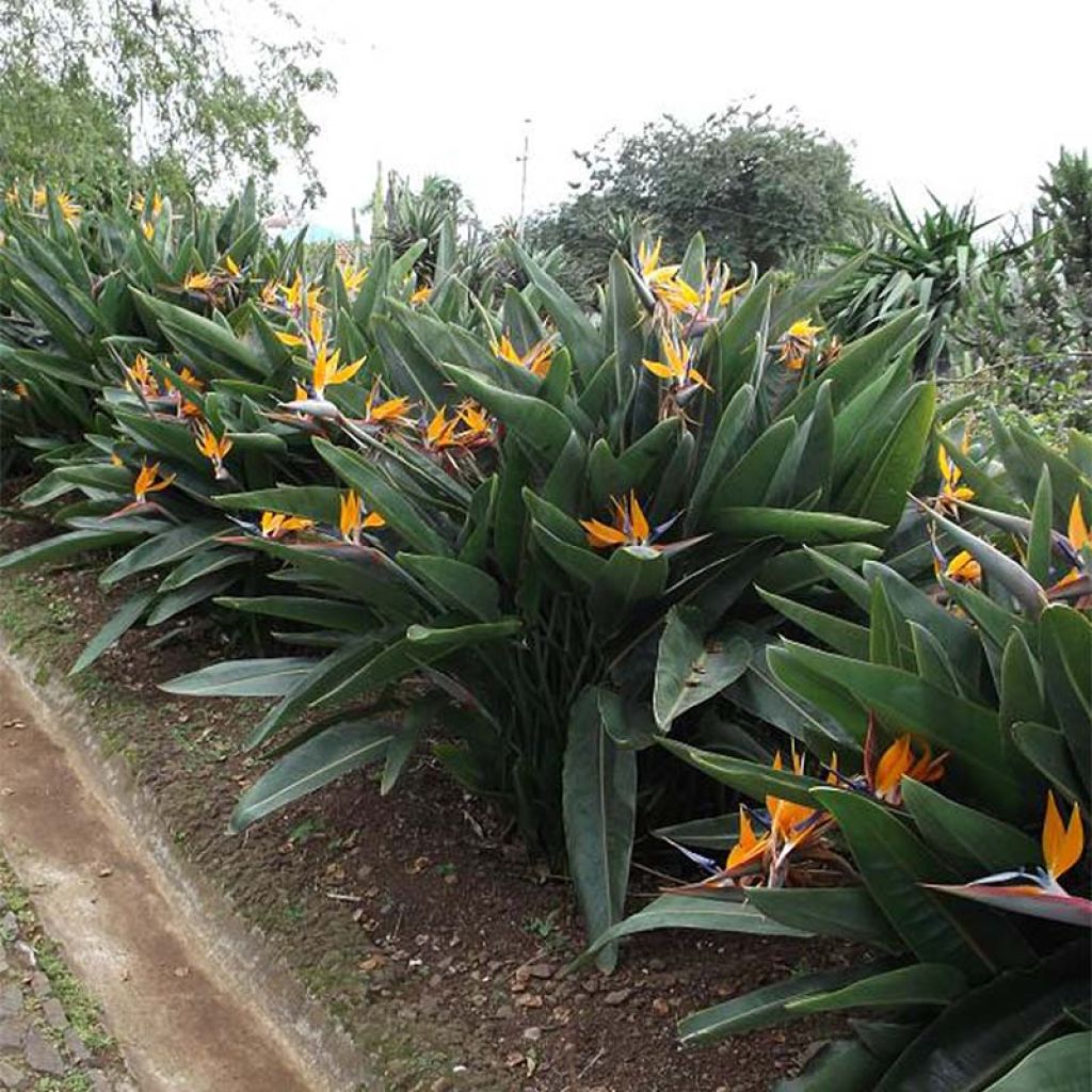 Strelitzia reginae - Uccello del paradiso