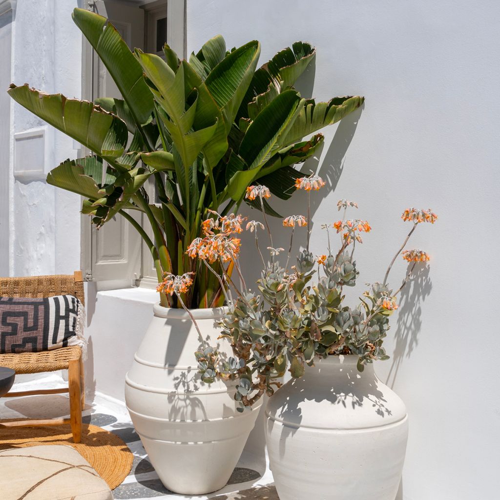 Strelitzia nicolai (semi) - Ucello del paradisio gigante
