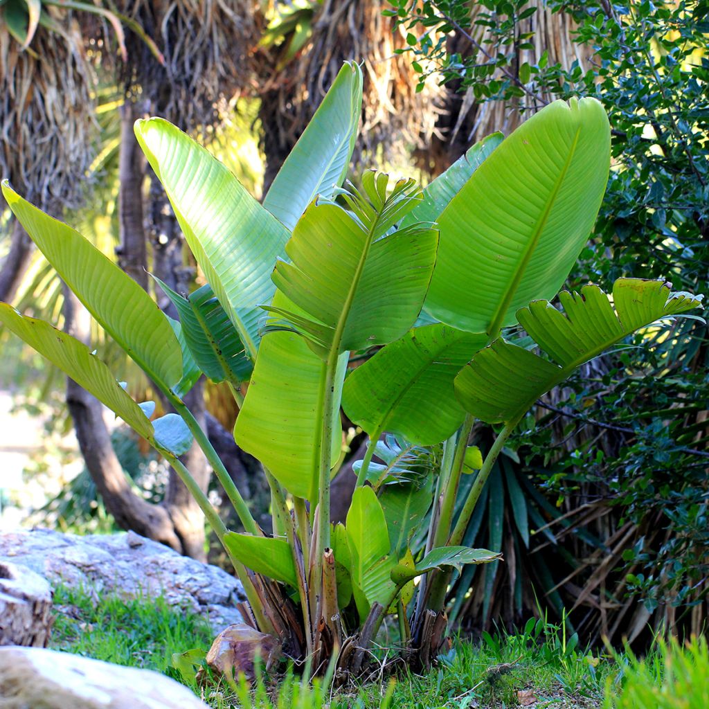 Strelitzia nicolai (semi) - Ucello del paradisio gigante