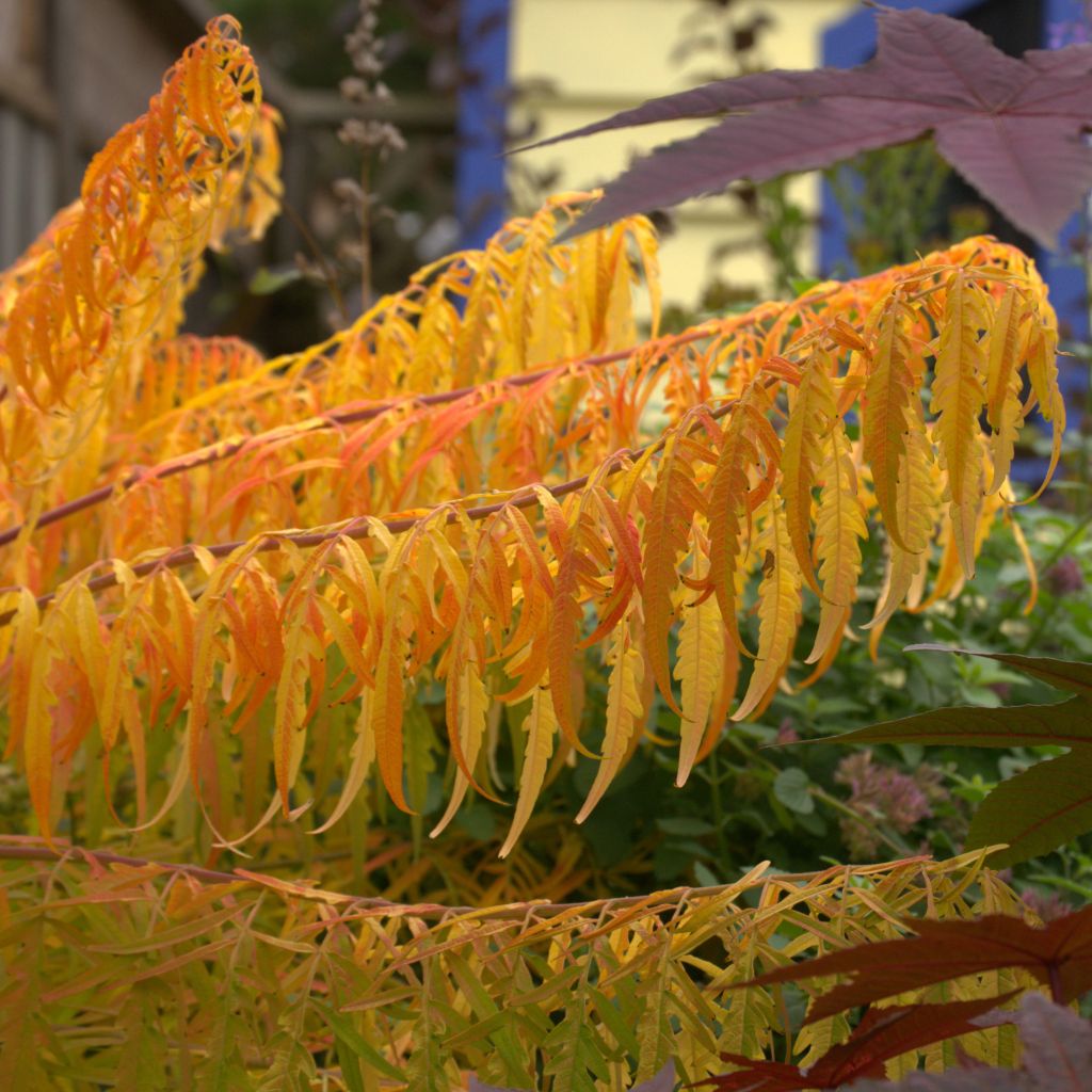 Rhus typhina Tiger Eyes - Sommaco maggiore