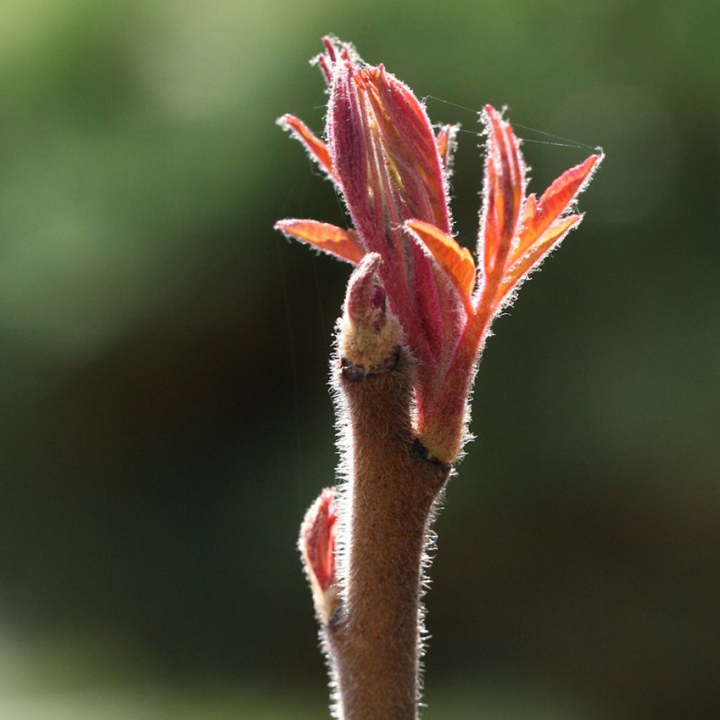 Rhus typhina Tiger Eyes - Sommaco maggiore