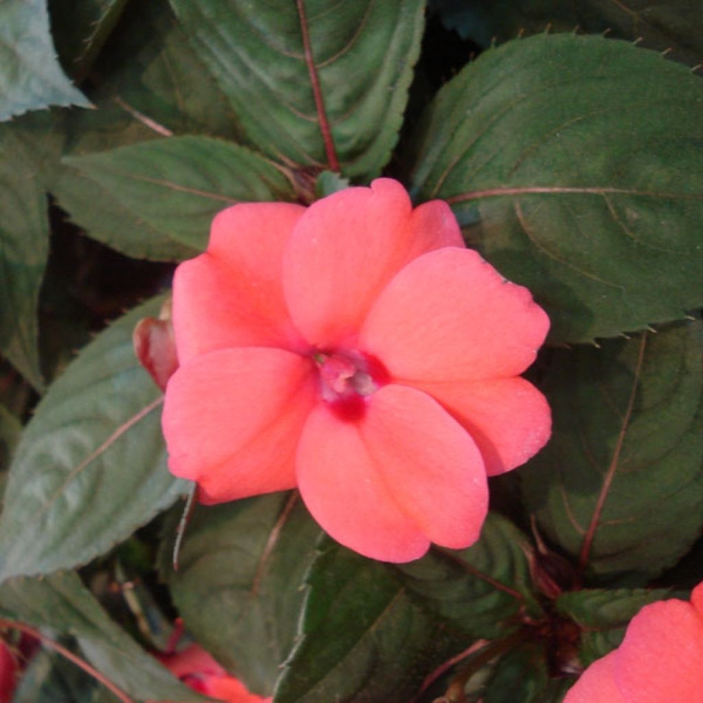 Impatiens Sunpatiens compact coral