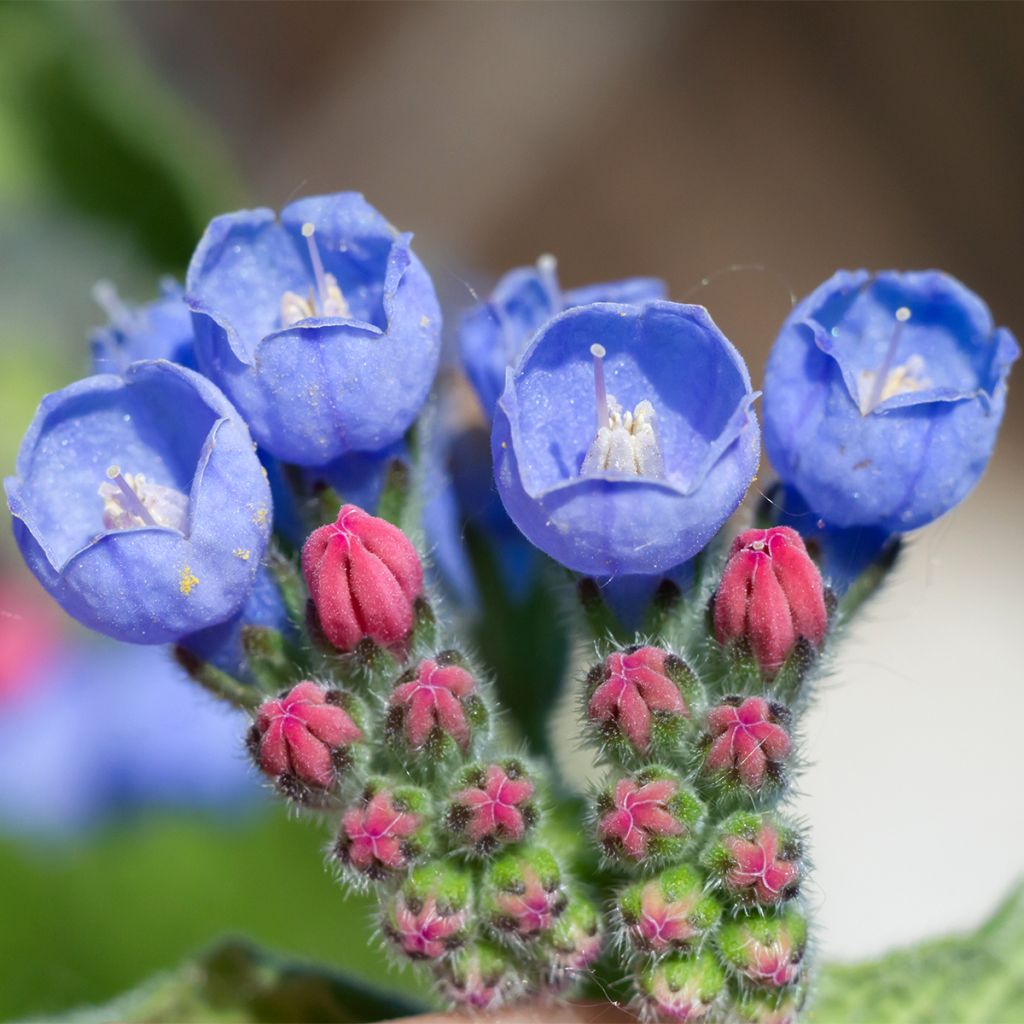 Consoude - Symphitum Bocking 14