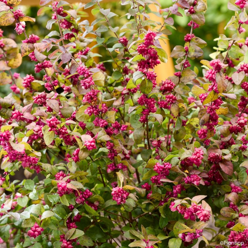 Symphoricarpos Little Berry - Sinforicarpo