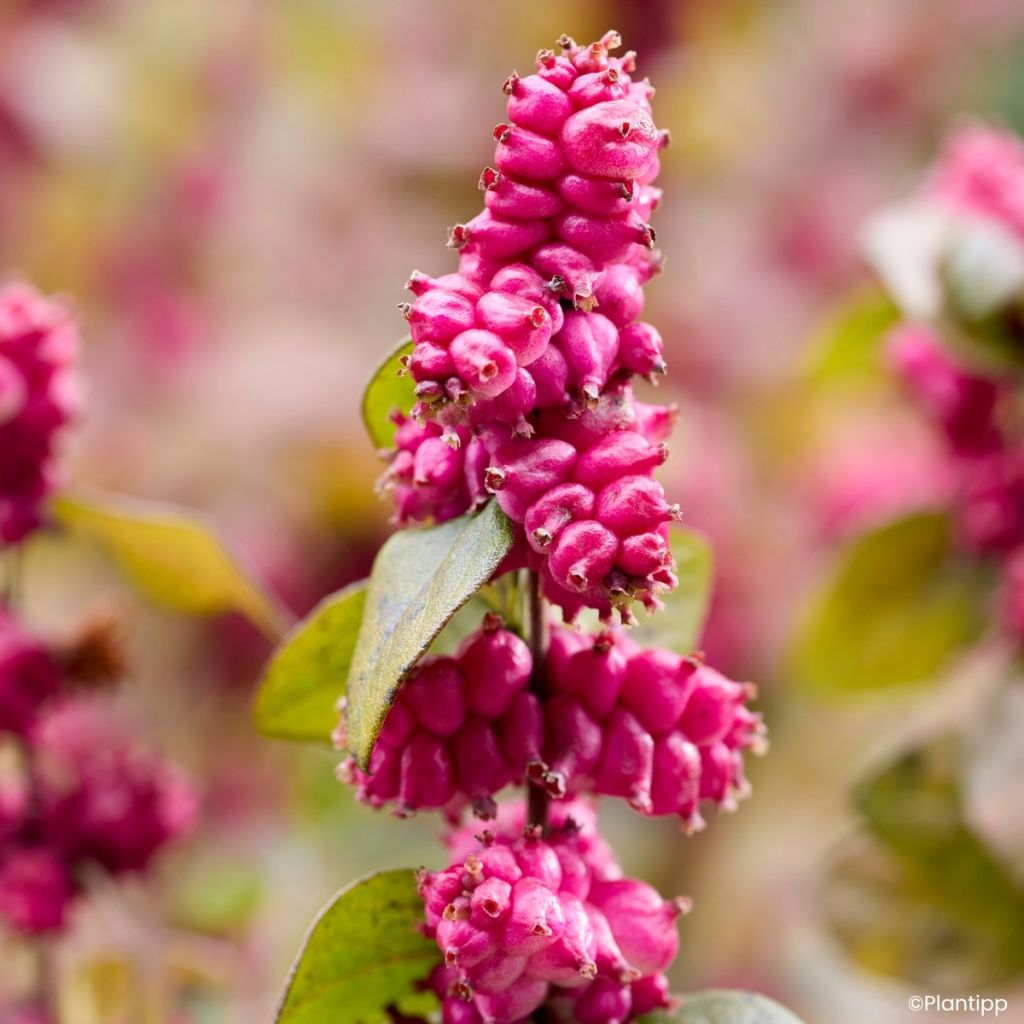 Symphoricarpos Little Berry - Sinforicarpo