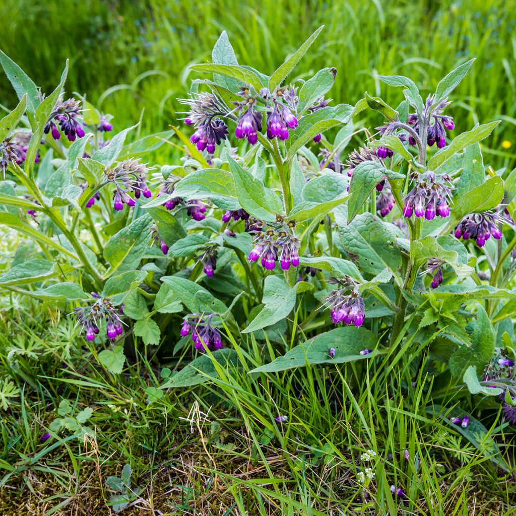 Symphytum officinale - Consolida maggiore