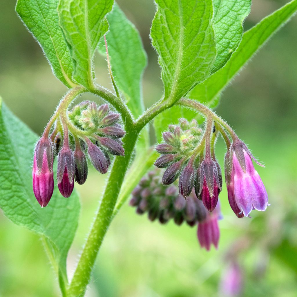 Symphytum officinale - Consolida maggiore
