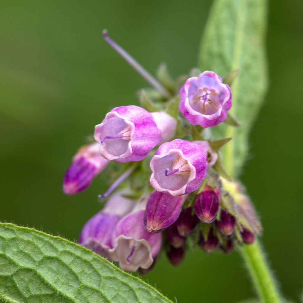 Symphytum officinale - Consolida maggiore