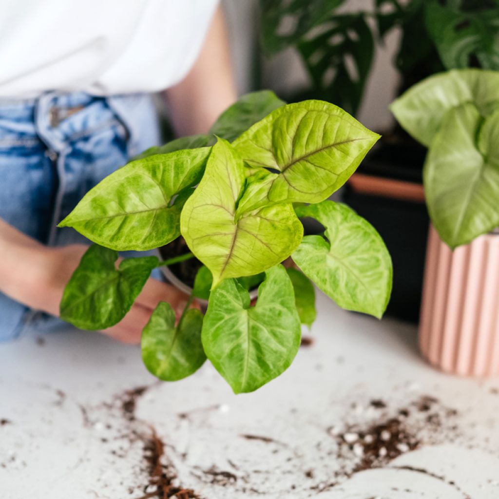 Syngonium Golden Allusion