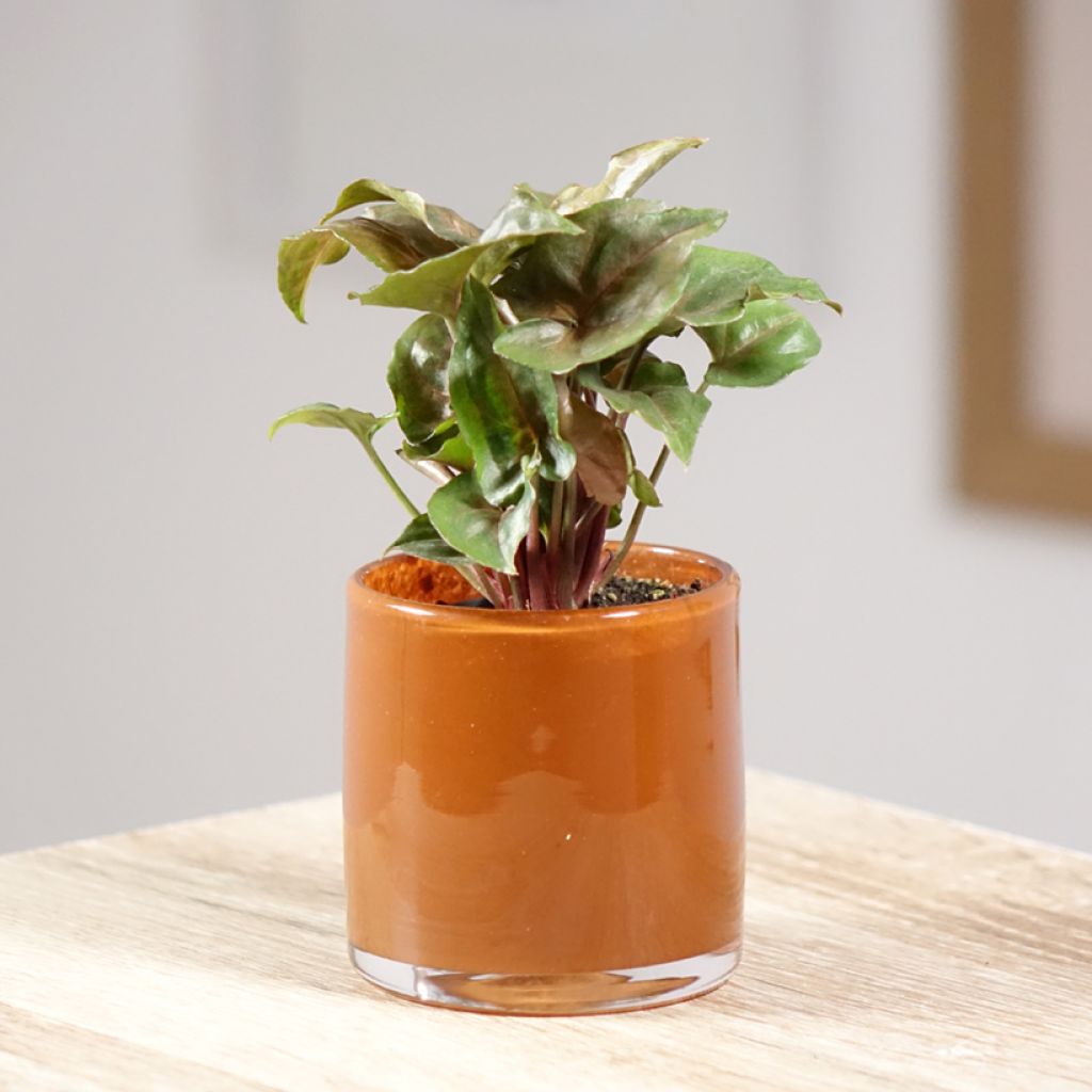 Syngonium Maria Allusion