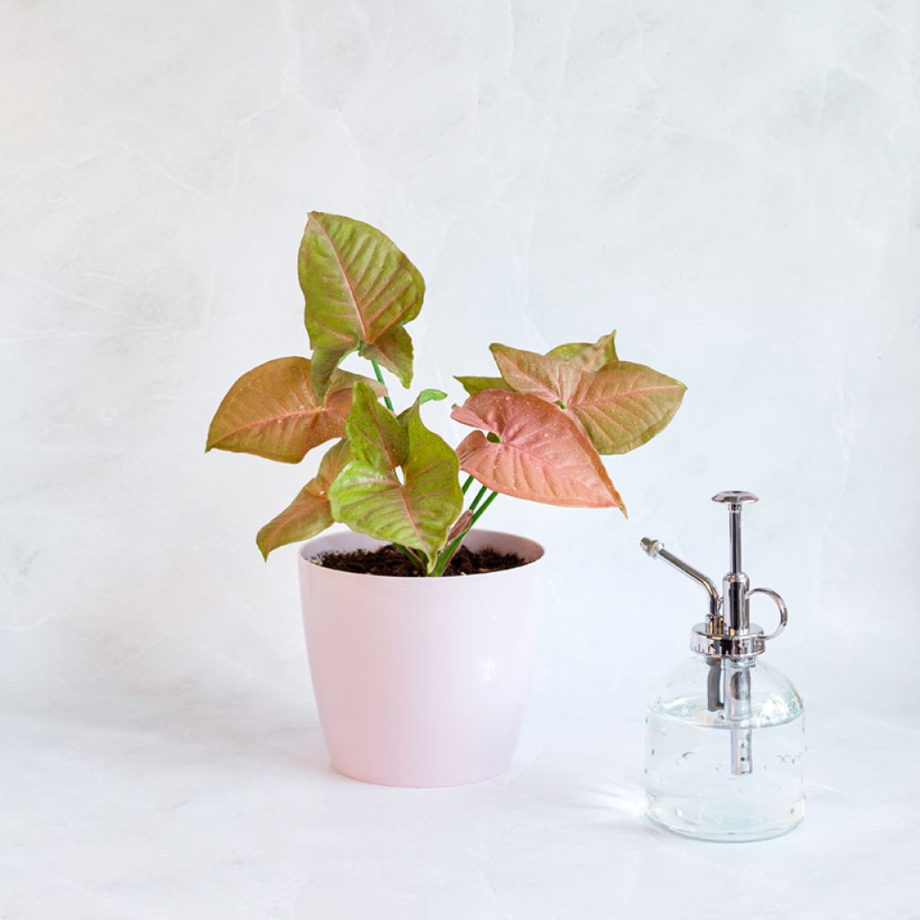 Syngonium Neon Robusta