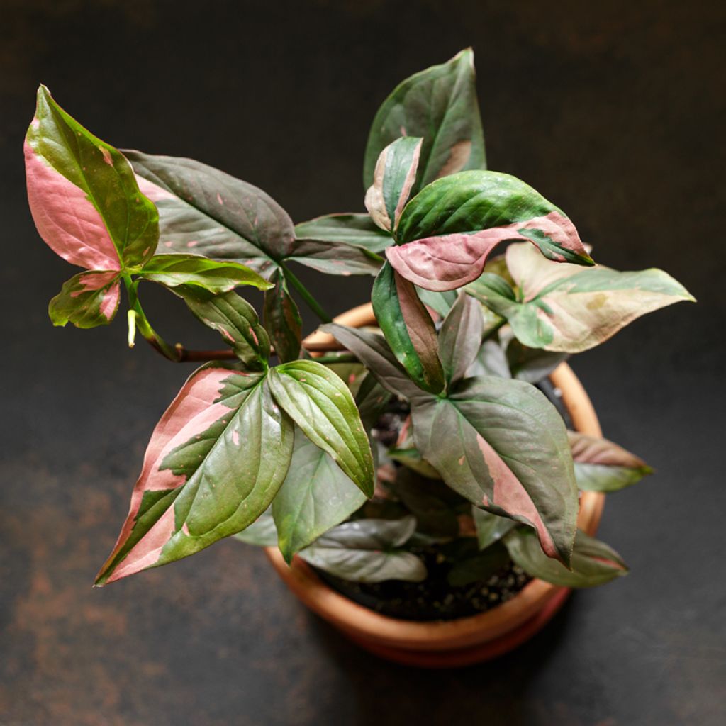 Syngonium Pink Splash