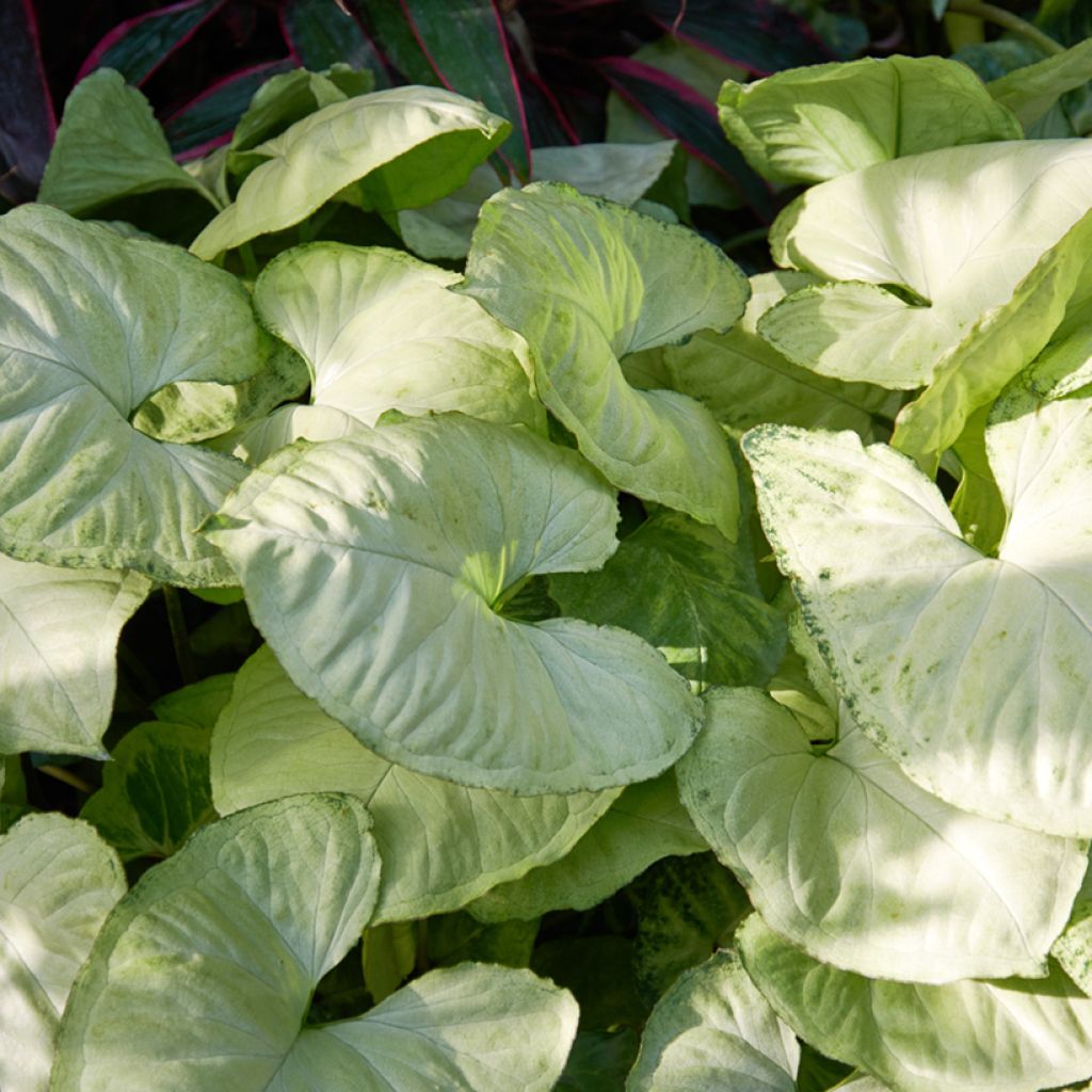 Syngonium Snow White