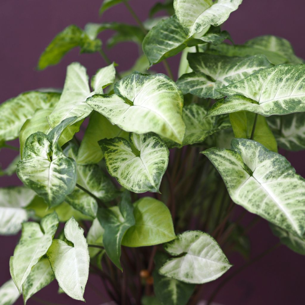 Syngonium Snow White