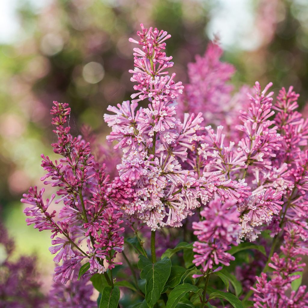 Syringa Pinktini - Lillà