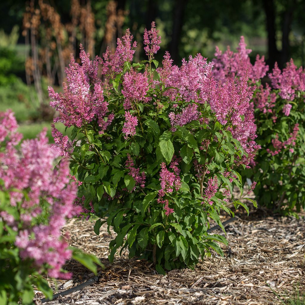Syringa Pinktini - Lillà