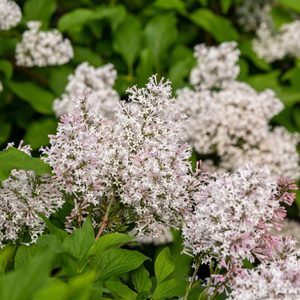 Syringa Little Lady - Lillà
