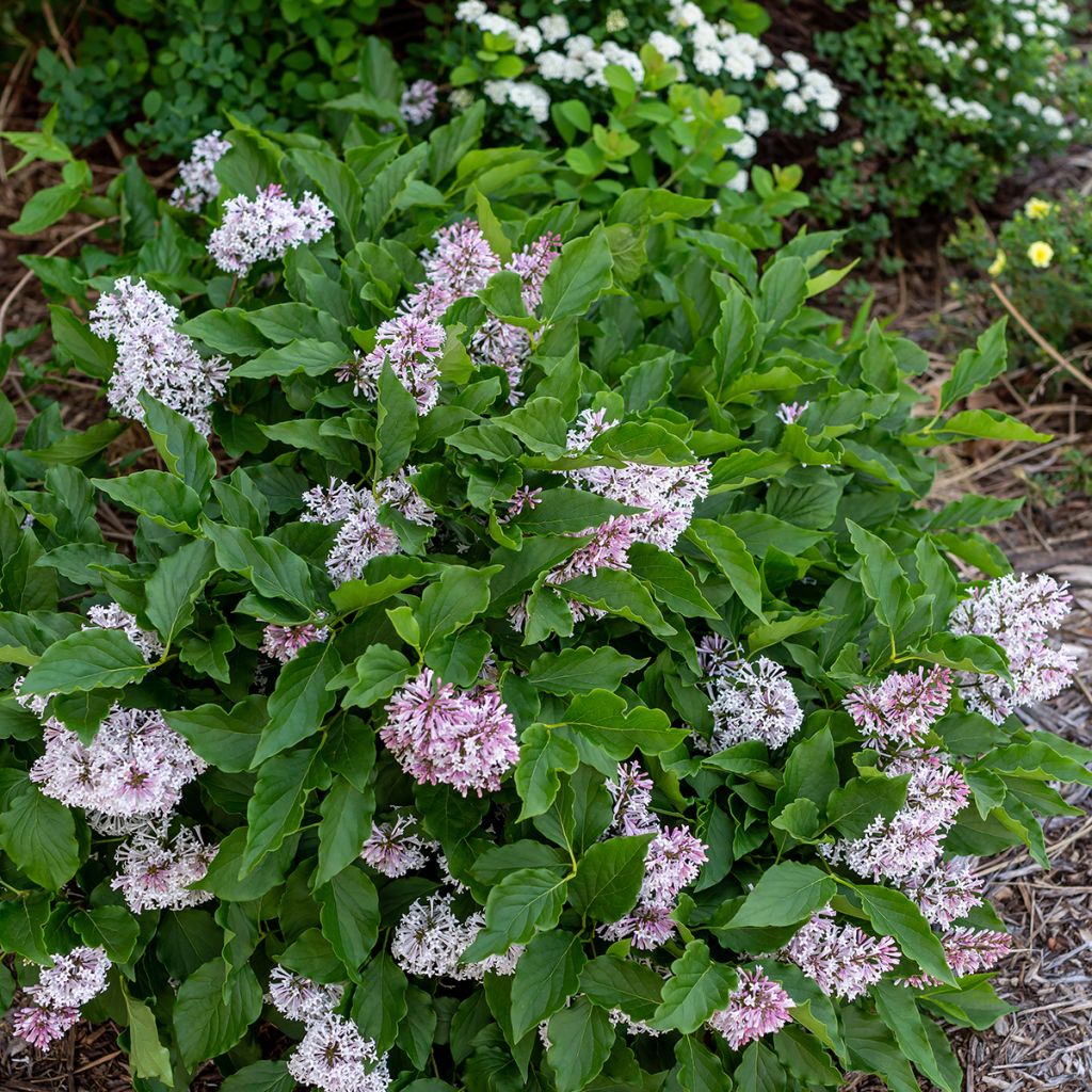 Syringa Little Lady - Lillà