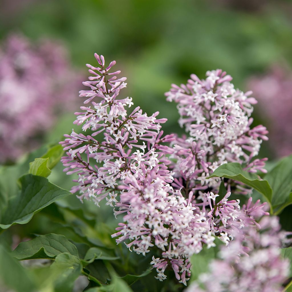 Syringa Little Lady - Lillà