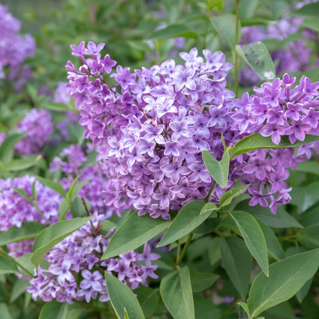Syringa chinensis Saugeana - Lillà