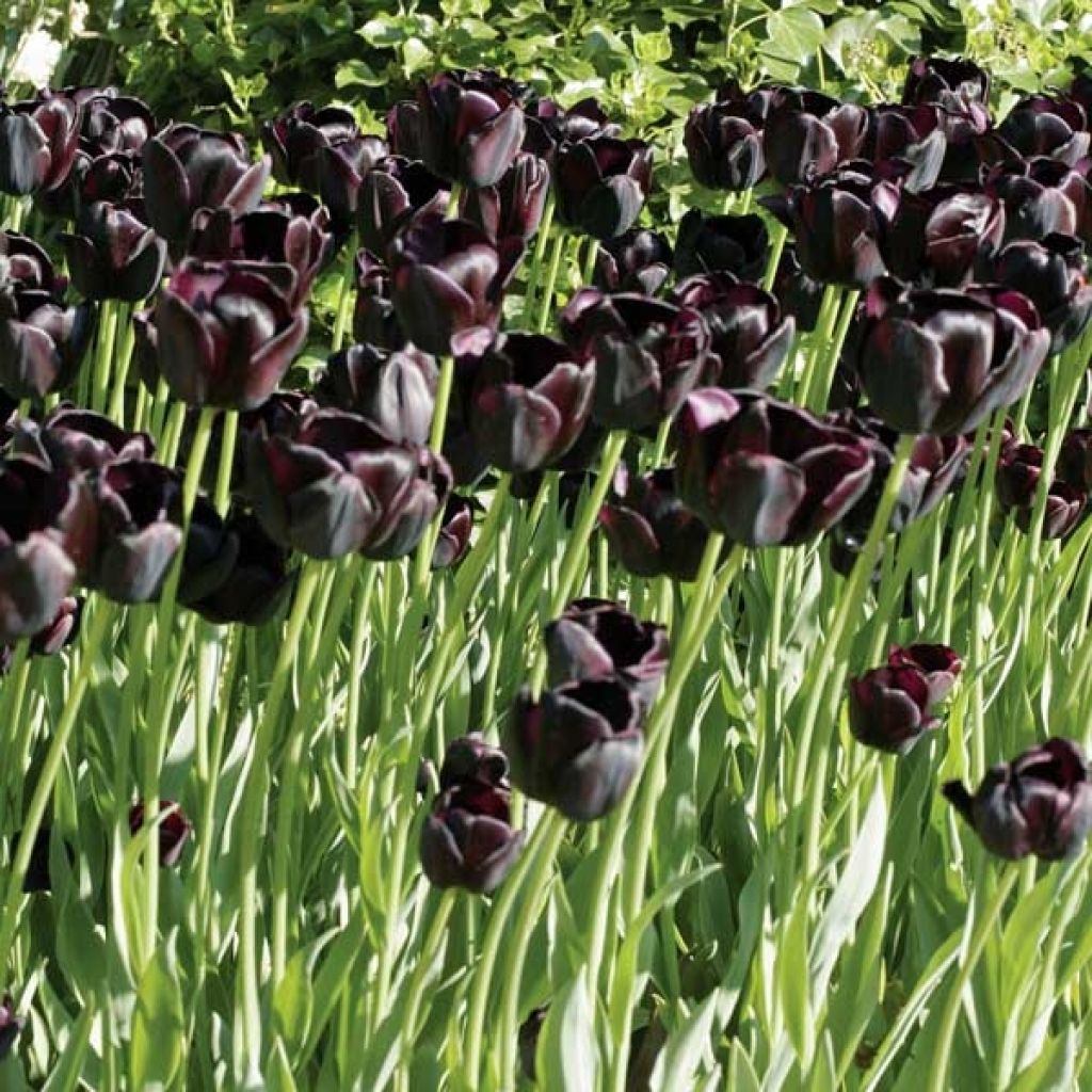 Tulipano Reine de la Nuit