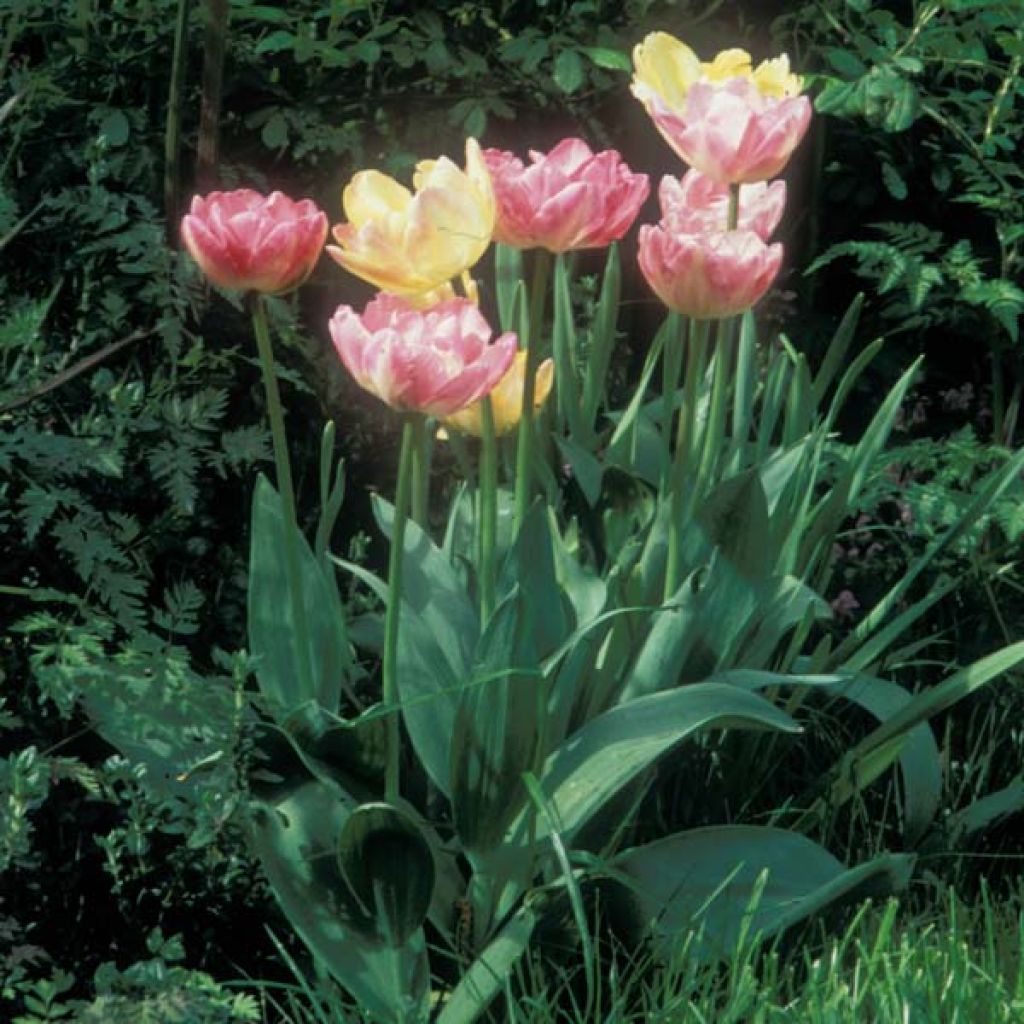 Tulipano doppio tardo Crème Up Star