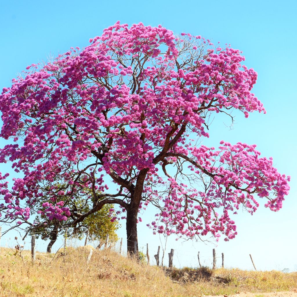 Tabebuia impetiginosa - Lapacho