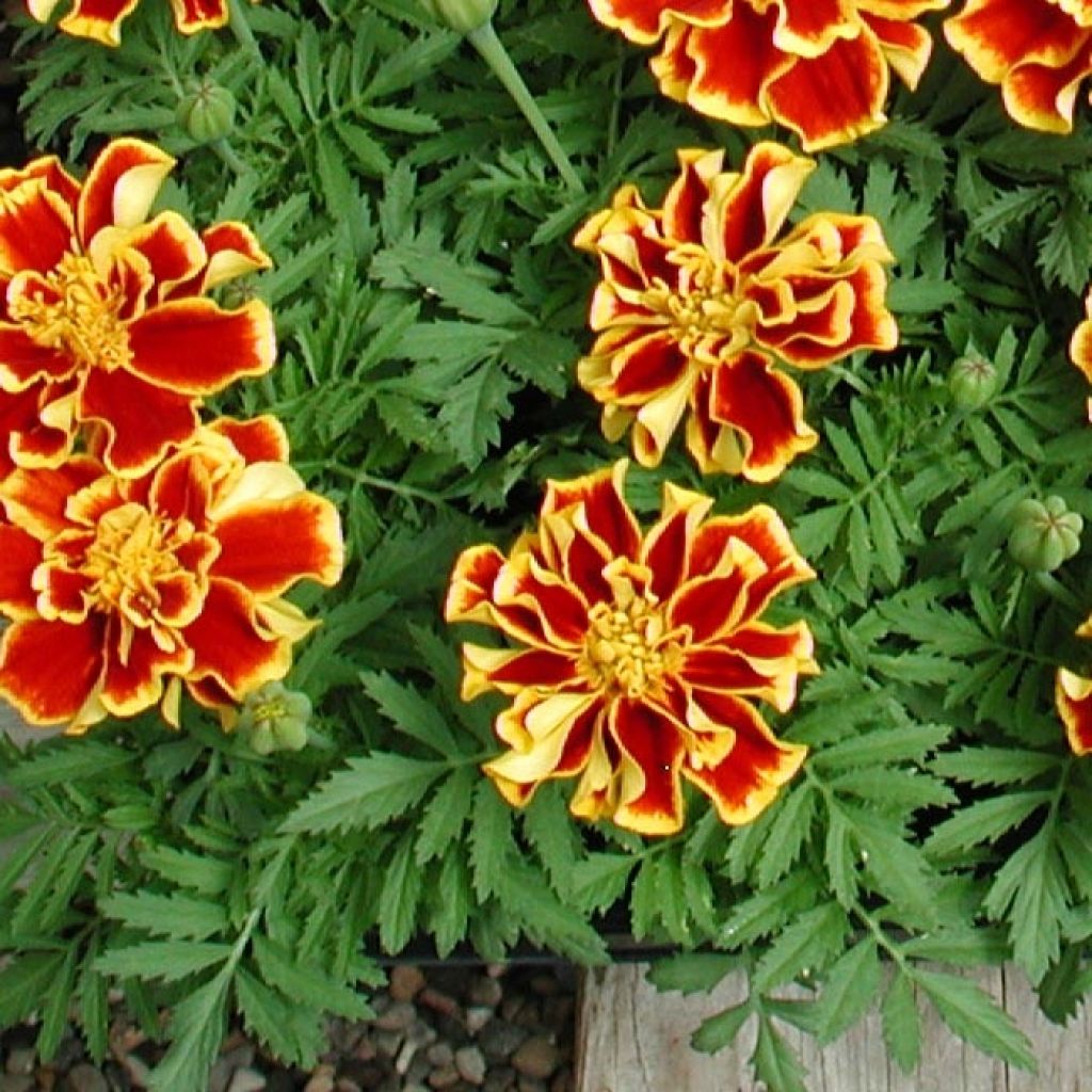 Tagetes patula Queen Yellow Fire