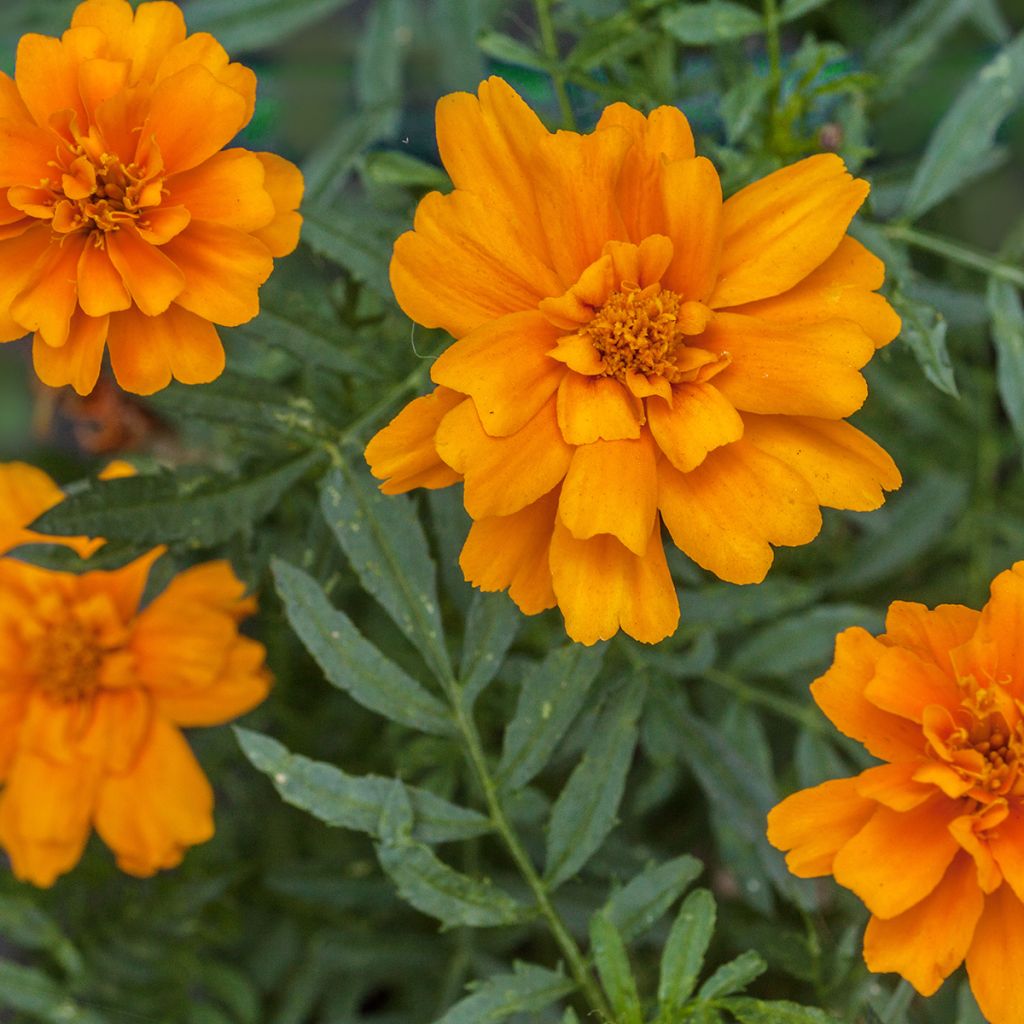 Tagetes patula Durango Tangerine - Tagete