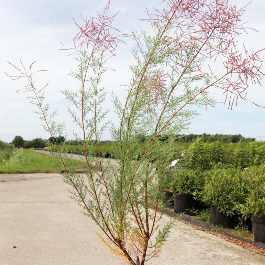 Tamarix ramosissima Rubra - Tamerice