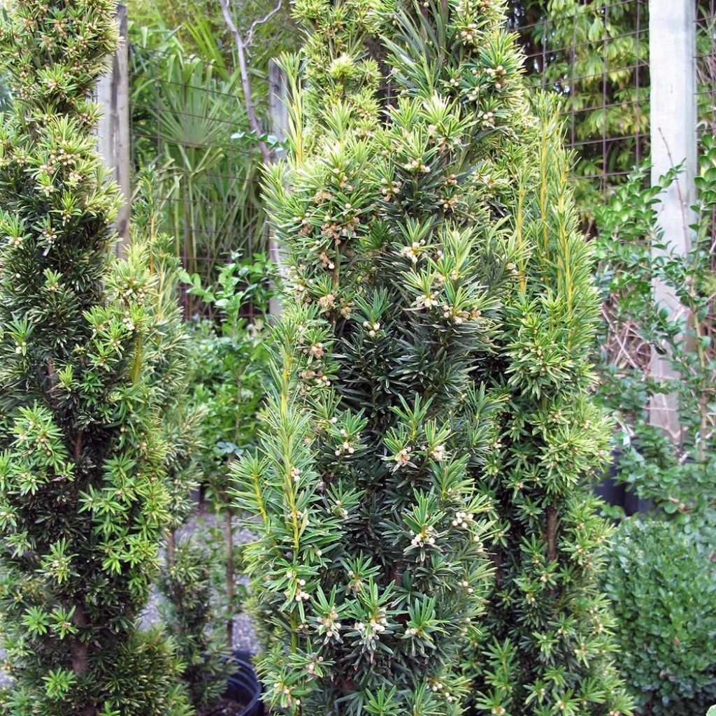Taxus baccata Fastigiata Aurea - Tasso comune