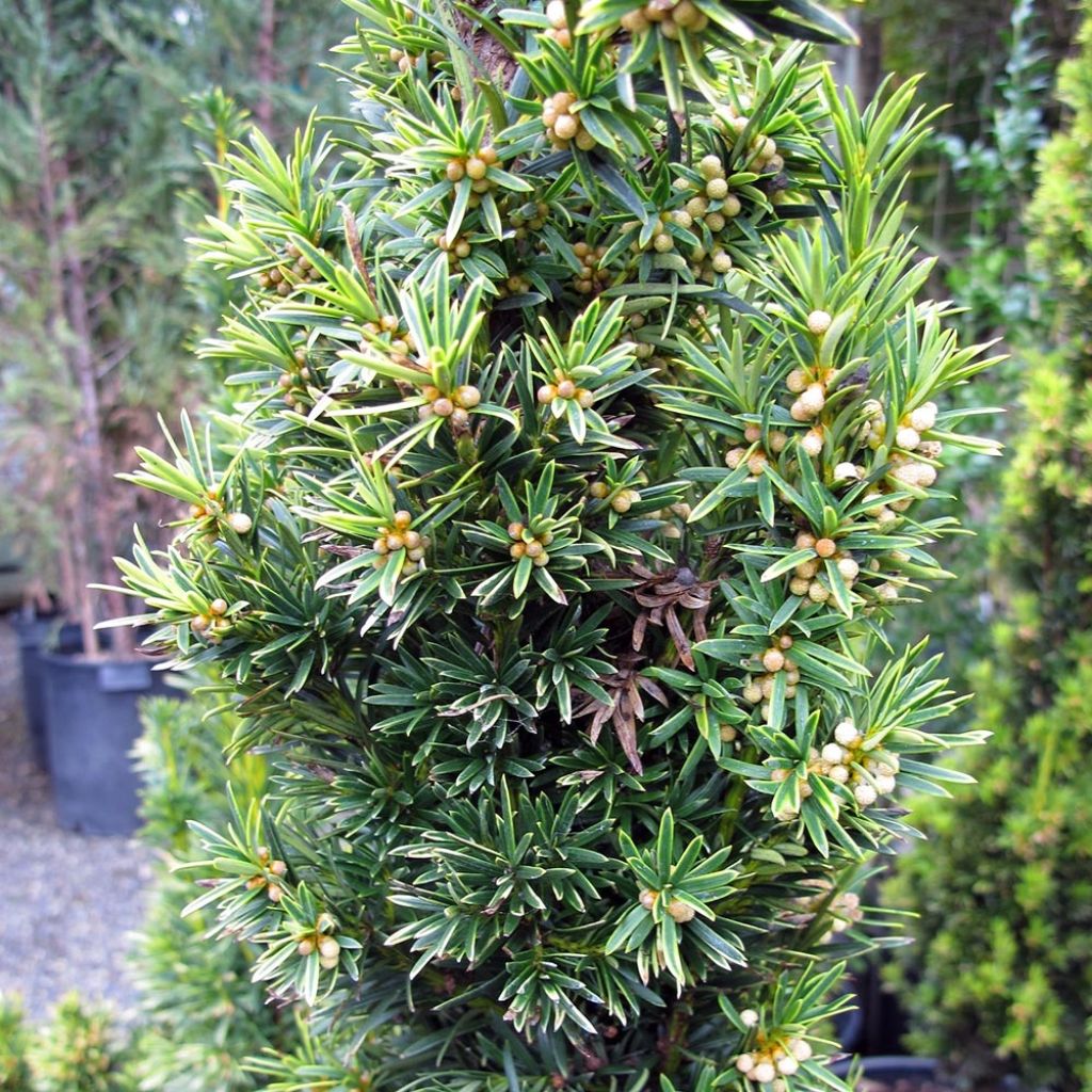 Taxus baccata Fastigiata Aurea - Tasso comune