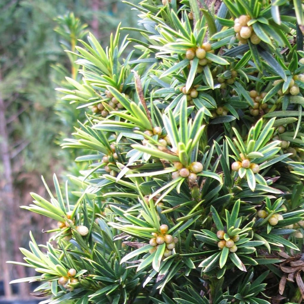 Taxus baccata Fastigiata Aurea - Tasso comune