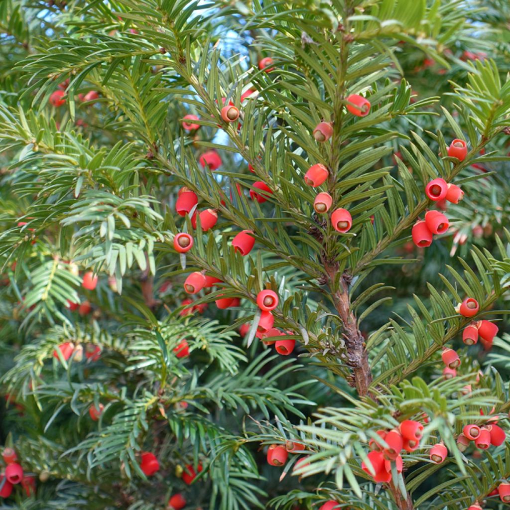 Taxus baccata - Tasso comune