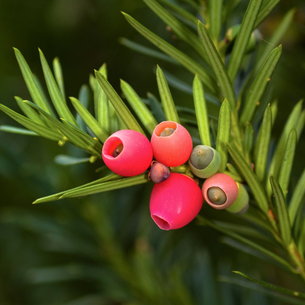 Taxus baccata - Tasso comune