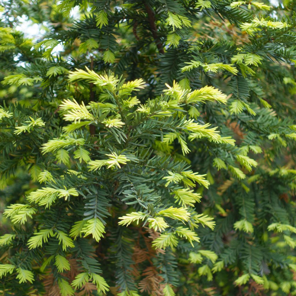 Taxus baccata - Tasso comune