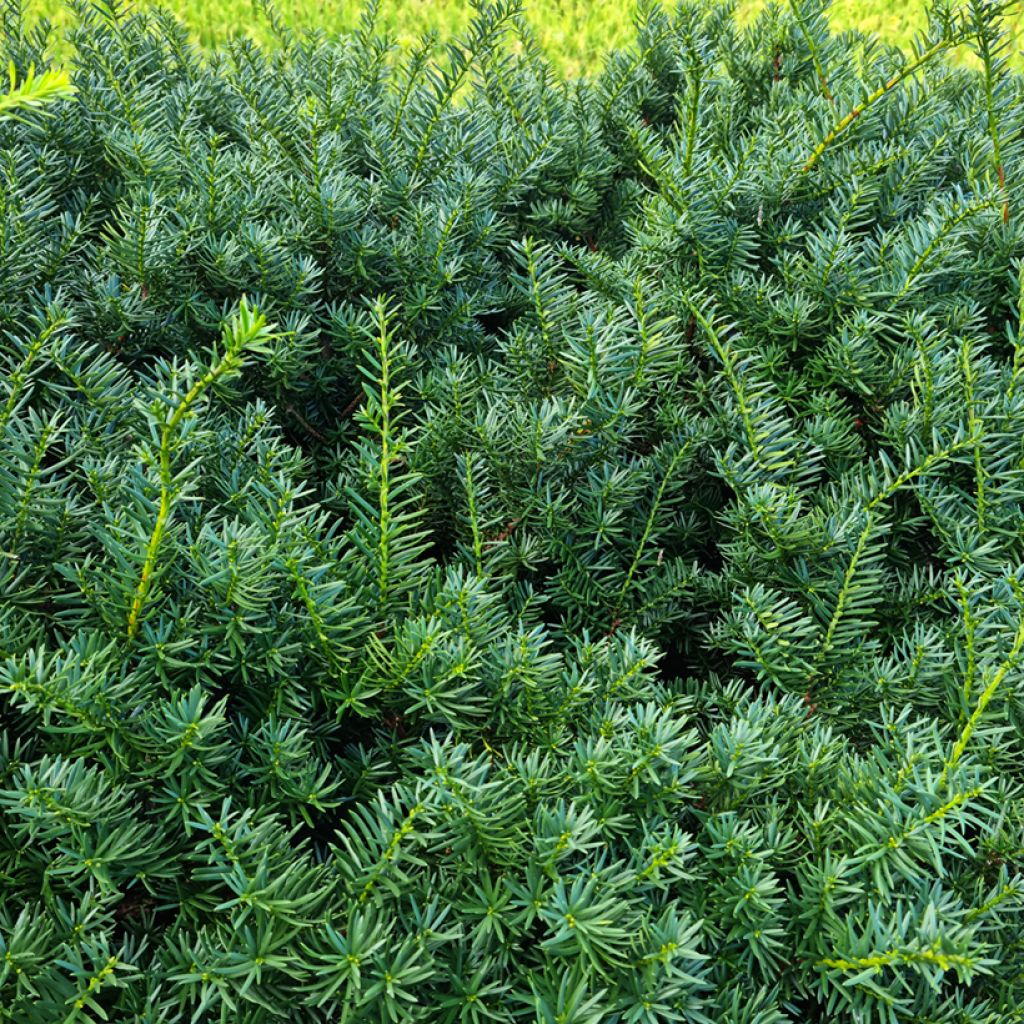 Taxus baccata - Tasso comune