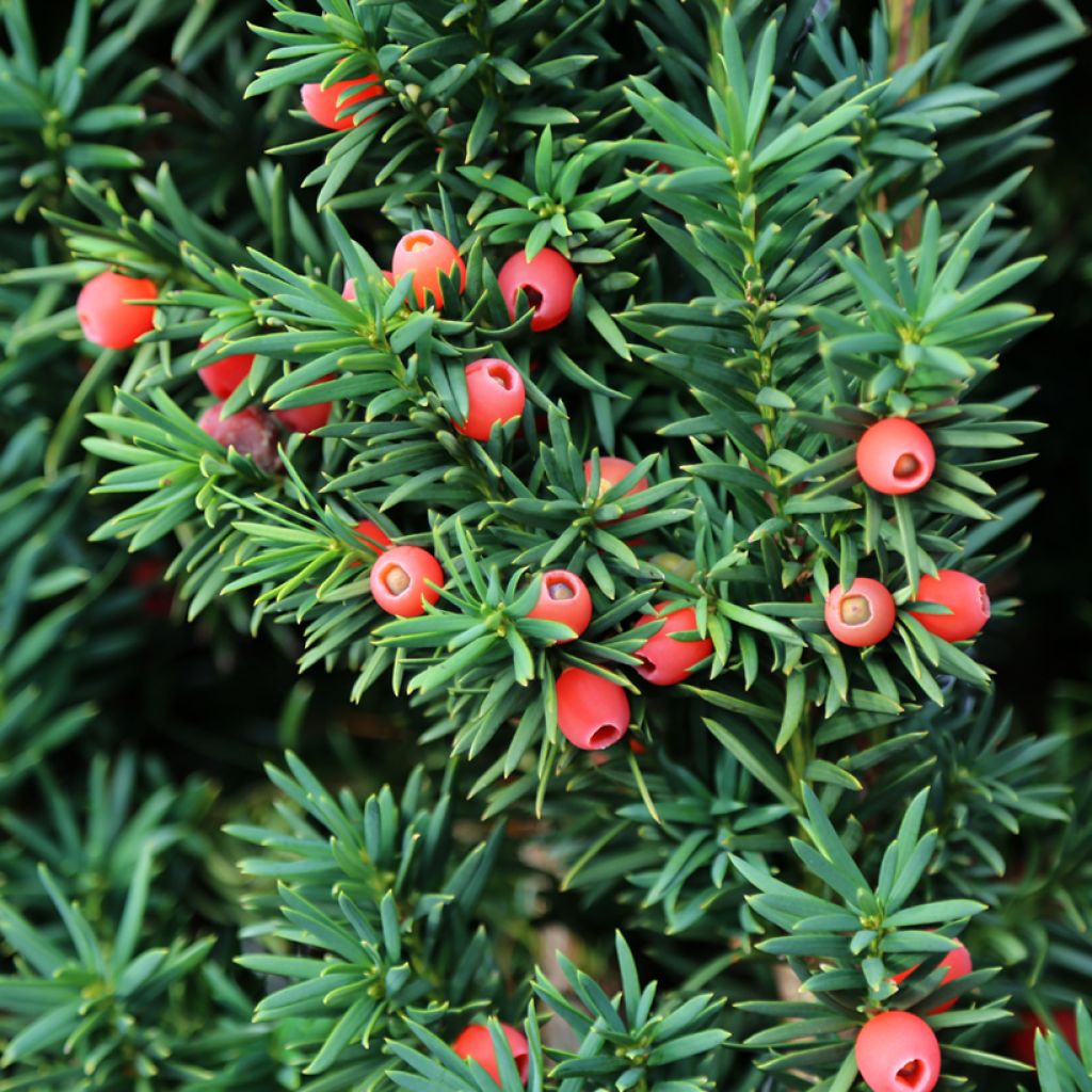 Taxus baccata - Tasso comune