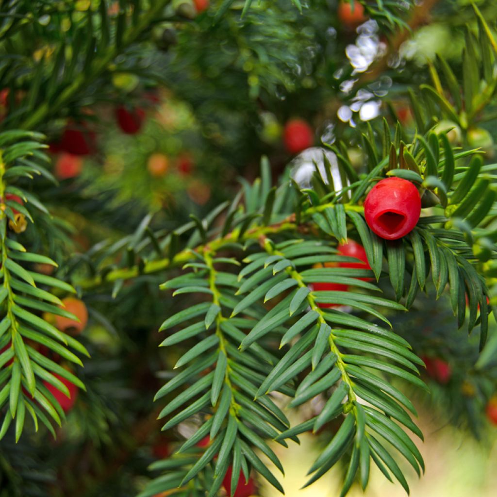 Taxus baccata - Tasso comune