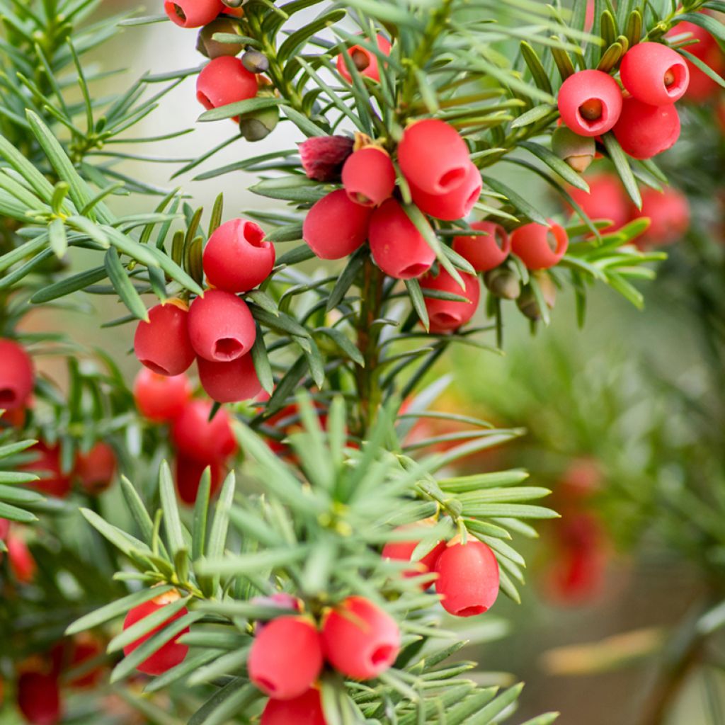 Taxus baccata - Tasso comune