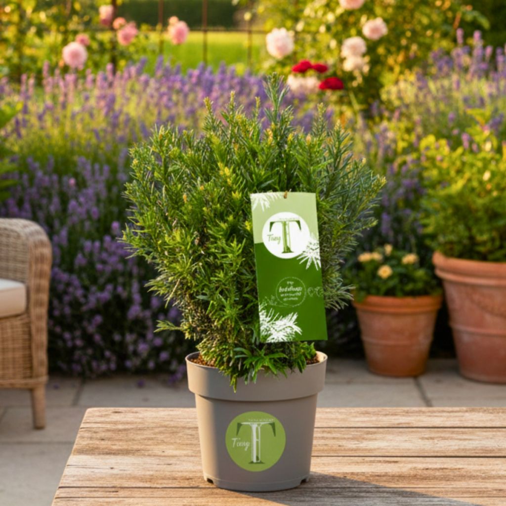 Taxus baccata Tiny T - Tasso comune