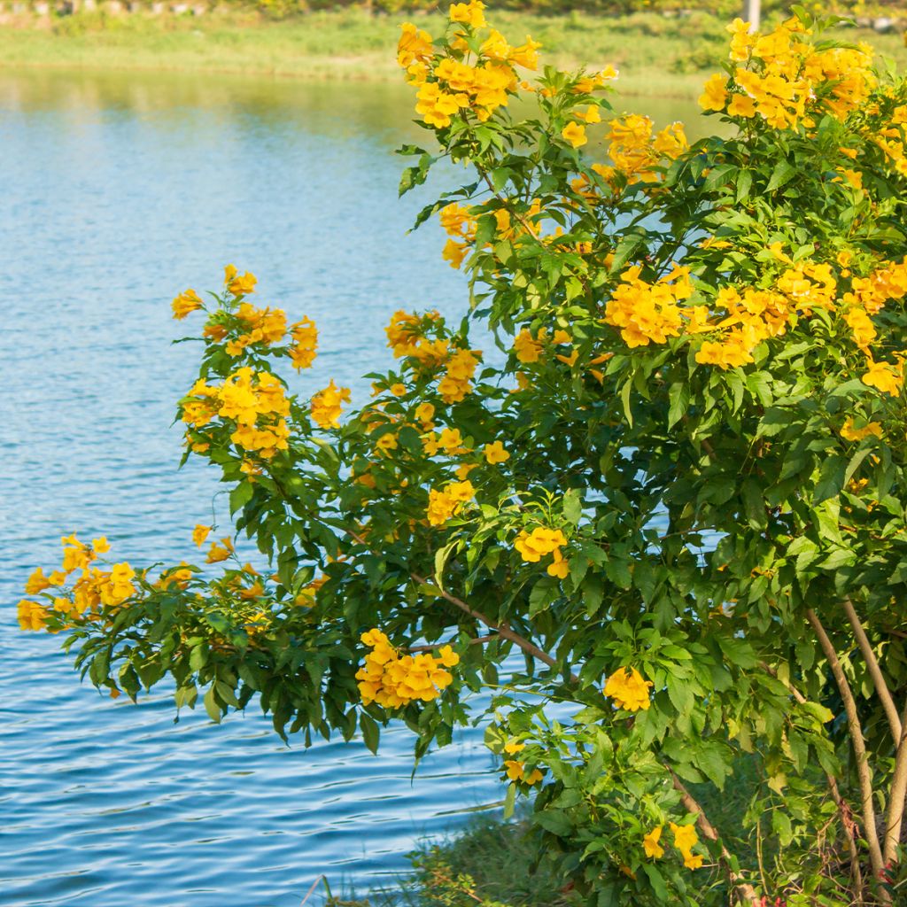 Tecoma stans - Bignognia eretta