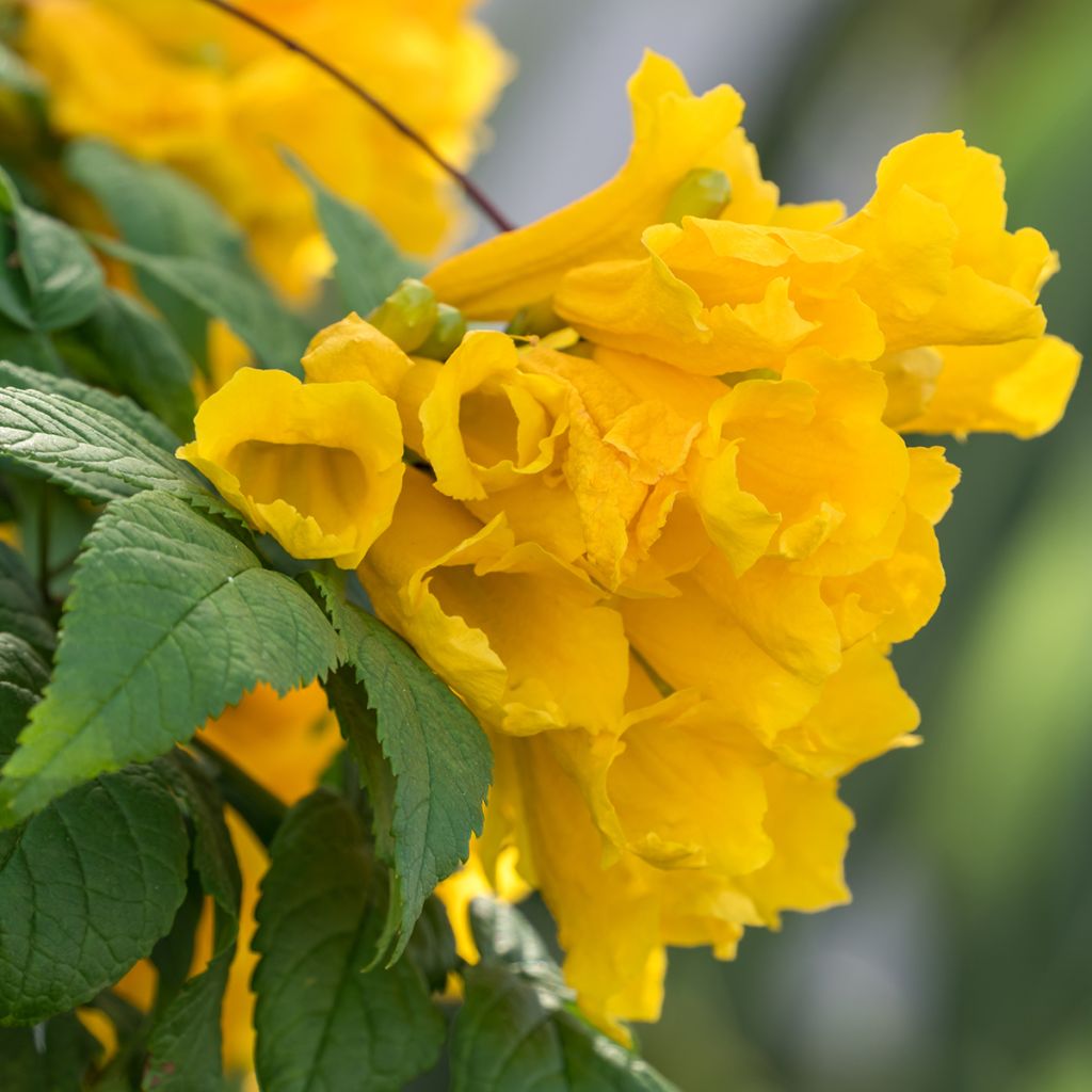 Tecoma stans - Bignognia eretta