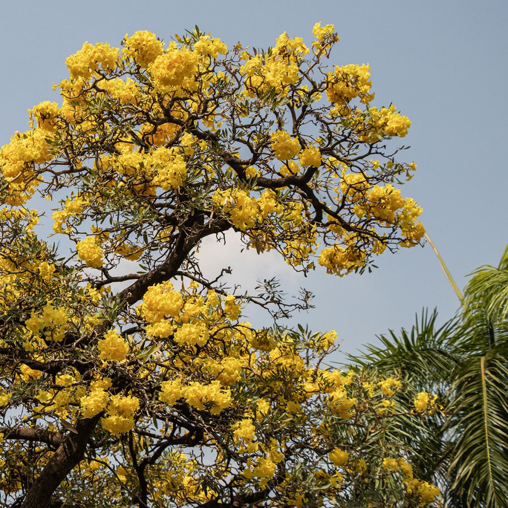 Tecoma stans - Bignognia eretta