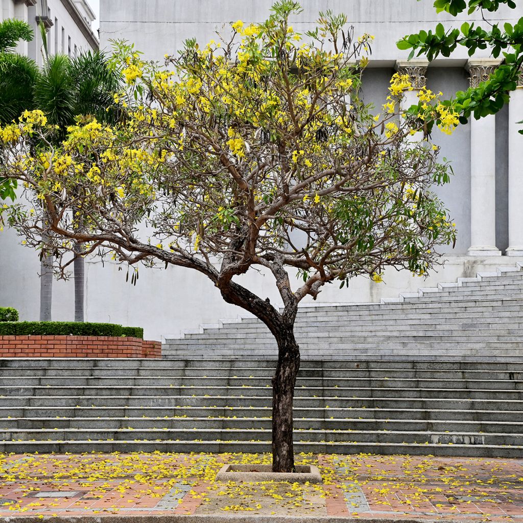 Tecoma stans - Bignognia eretta